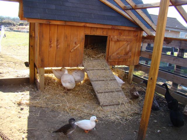 All Kinds of Fowl Ramp.